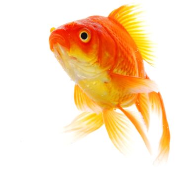 goldfish or fish isolated on white background