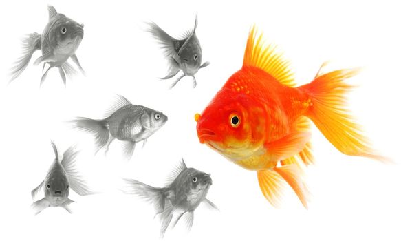 goldfish showing discrimination success individuality leadership or motivation concept