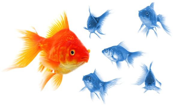 individual success winner outsider boss or motivation concept with goldfish isolated on white
