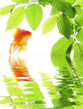 goldfish and green leaves with water reflection showing nature or spa concept