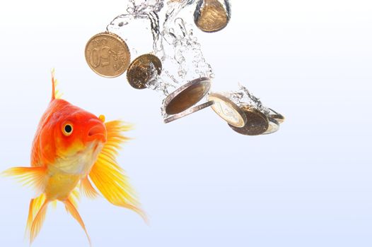goldfish and euro money showing finance or investment concept