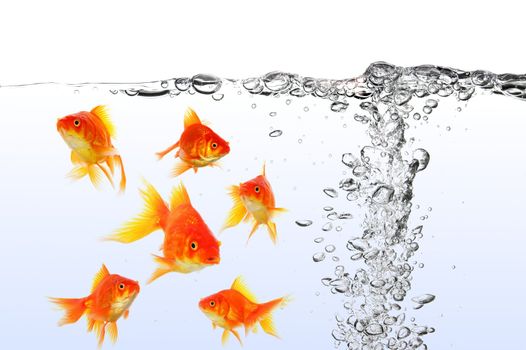 goldfish swimming in water or fishtank with air bubbles