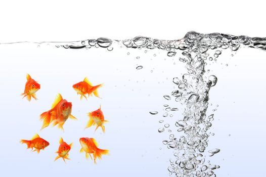 goldfish under water with bubbles and copyspace on white