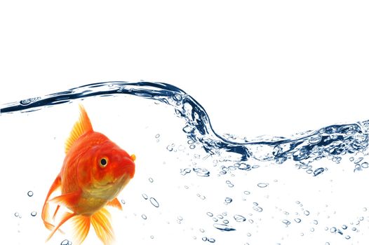 goldfish swimming in water or fishtank with air bubbles