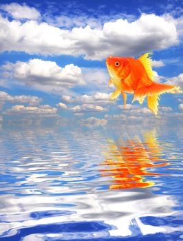 jumping goldfish and ocean with sky and water reflection