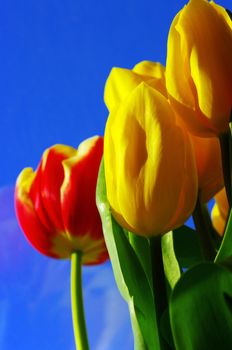 red and yellow tulips on the sky