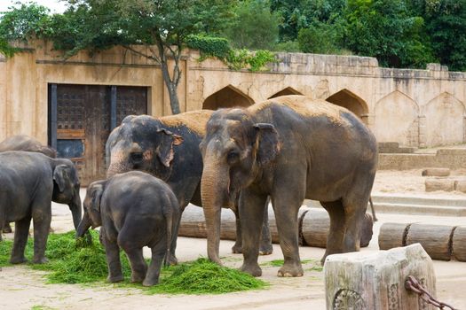 Elephants eat grass on a foreground of ancient wall