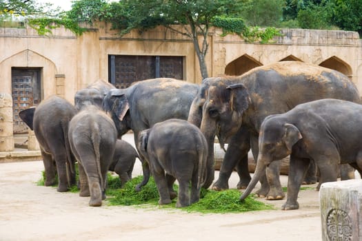 Elephants eat grass on a foreground of ancient wall