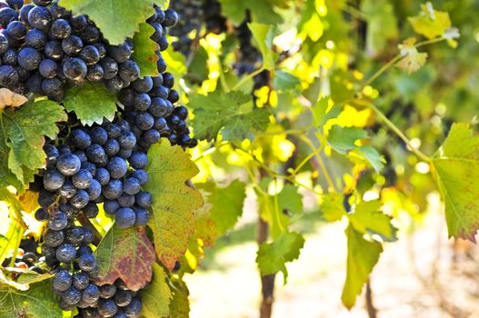 Purple grapes growing on vine in bright sunshine