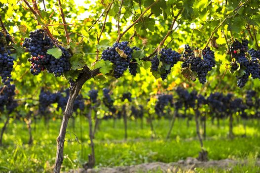 Purple grapes growing on vine in bright sunshine