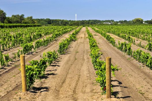 Rows of young grape vines growing in Niagara peninsula vineyard