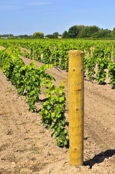 Rows of young grape vines growing in Niagara peninsula vineyard