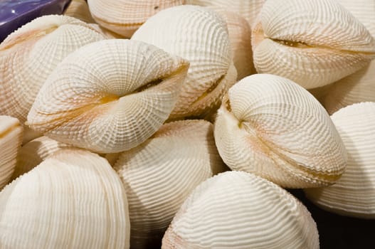 shell fish