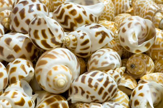 shell fish