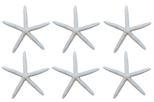 starfish