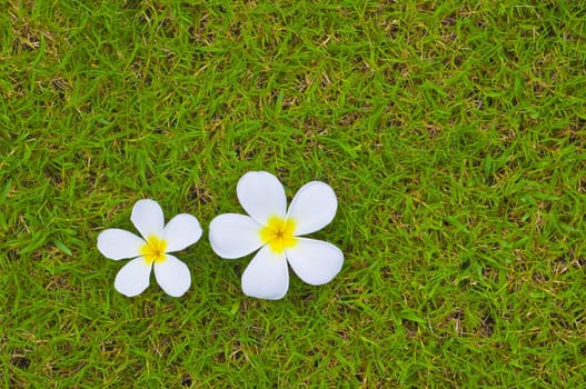 temple flowers on green grass