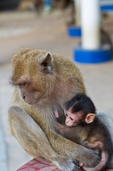 little monkey with its mom