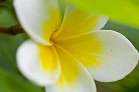 yellow temple flower