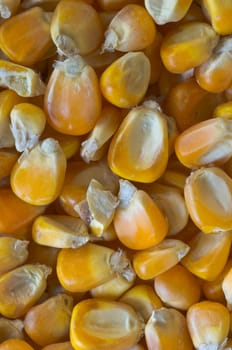 corn seeds background