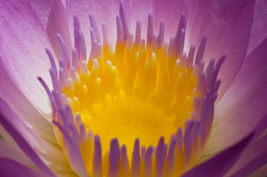 macro purple lotus
