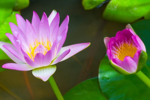 purple lotus in the pond
