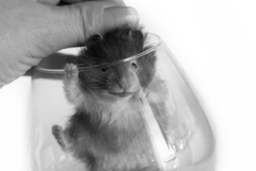 Small hamster in a female hand