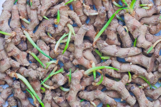 curcuma background