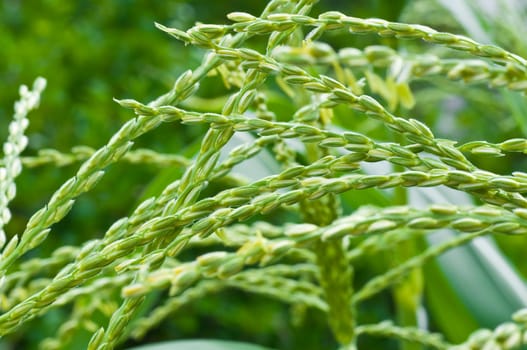 corn plant background
