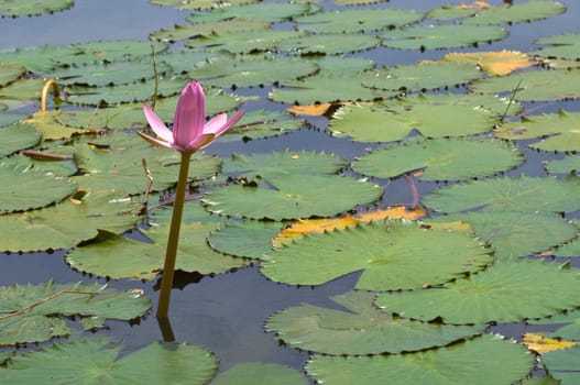 lotus in the pond