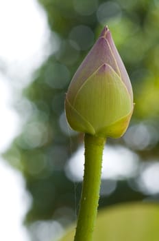 isolated Thai lotus