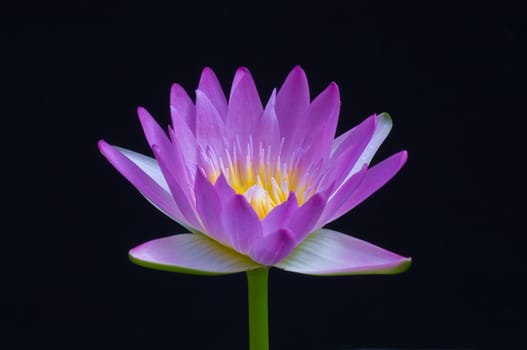 purple lotus on black background