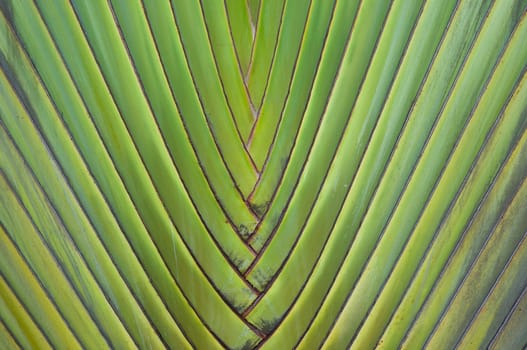 palm tree background