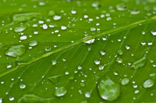 water drops on green leaf