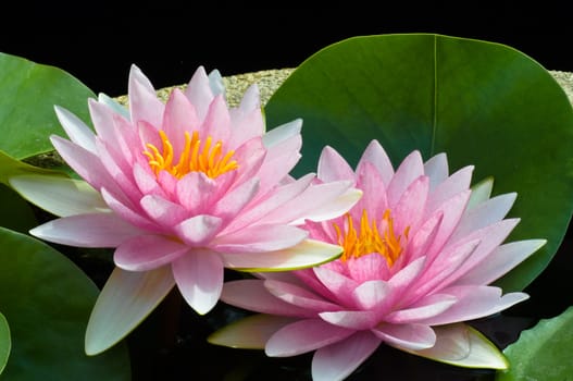 pink lotus on the pond