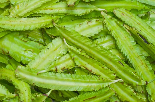 Thai local vegetable, a kind of Thai nut