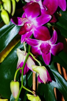 Orchids in the tropical woods.