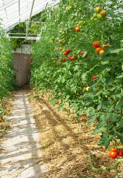 Tomatoes ripening in a greenhouse full of sunlight.