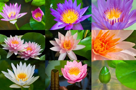 many lotus