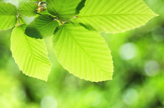 green summer leaves with copyspace showing nature concept