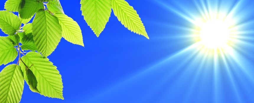 green leaves and blue sky with sun and copyspace