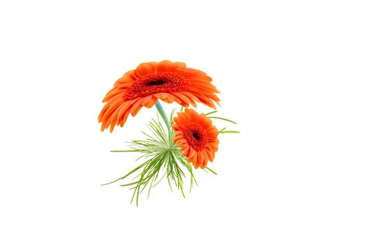 flower and grass microworld isolated on white background