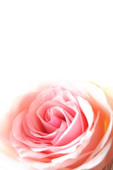 beautyful roses bouquet with copyspace showing love or gift concept