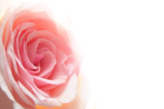 rose flower showing amor love or anniversary concept