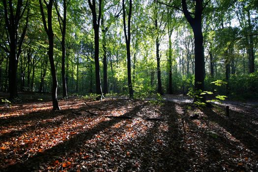 Sunlight filtering through the trees in an autumn forest