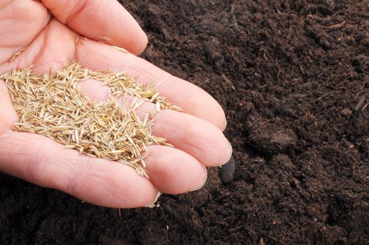 sowing hand and soil showing growth or agriculture concept
