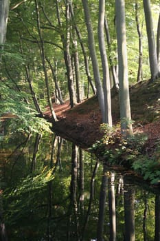 Forest and reflection in water in autumn