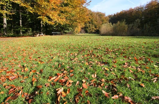 Dead leaves lying in the grass in the park in autumn