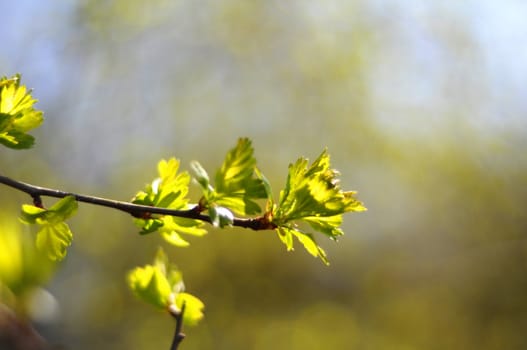 green spring leaves with copyspacee showing nature concept