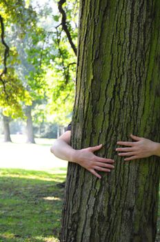 embracing a tree with hands shwing nature ecoecology or environmental concept