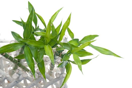 Green bamboo leaves detail isolated on white background.